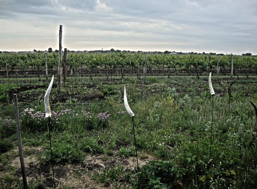Weingut Michael & Erich Andert - Die Zauberer des Zweigelts! 