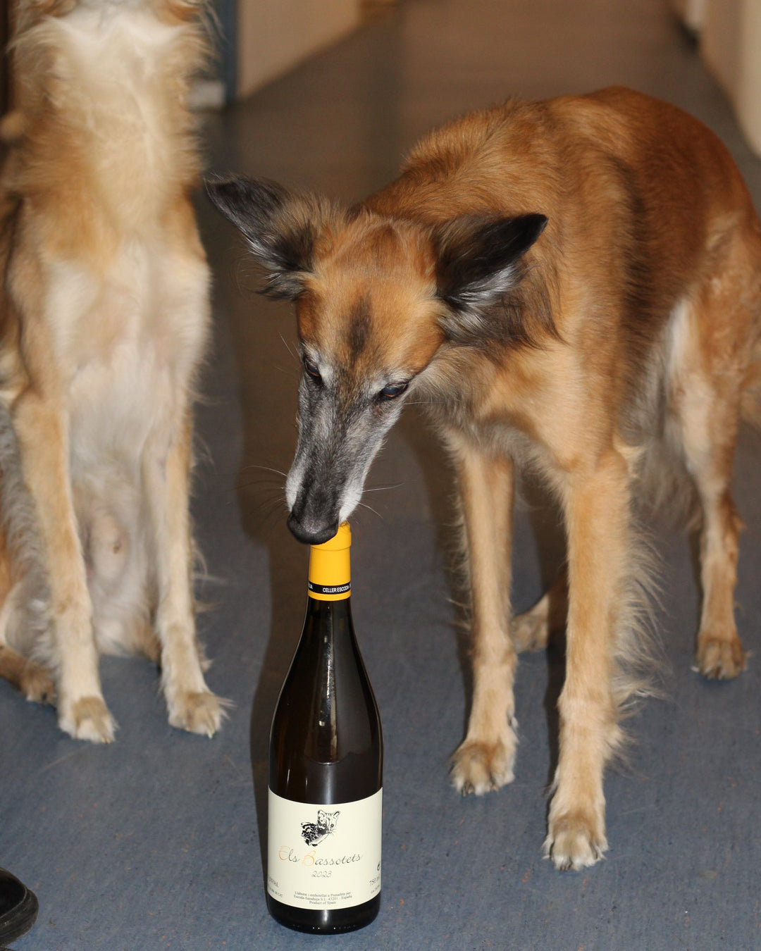 Hot & New Wines