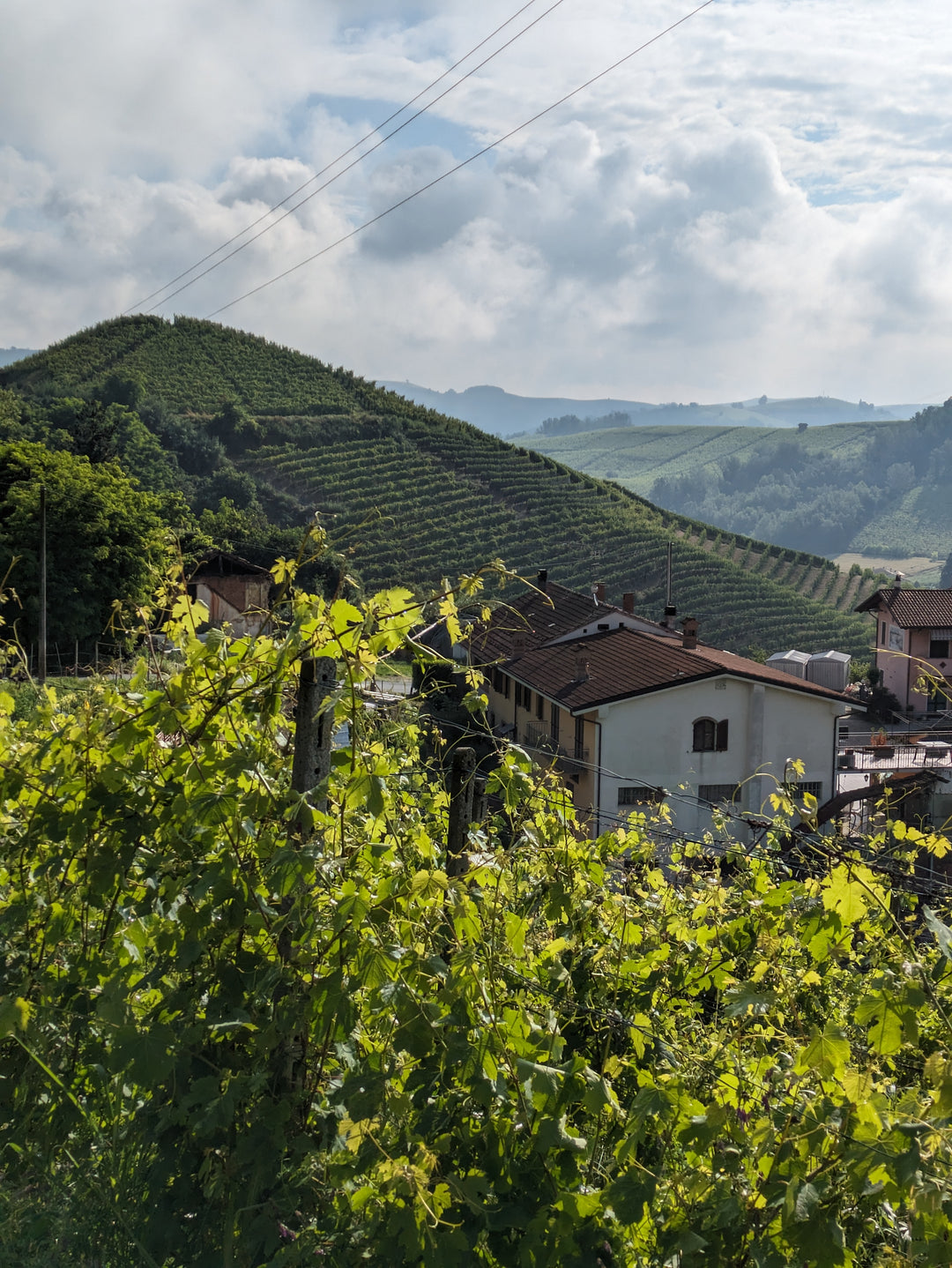Winzer Cascina Fornace im Piemont in Italien im Weingarten