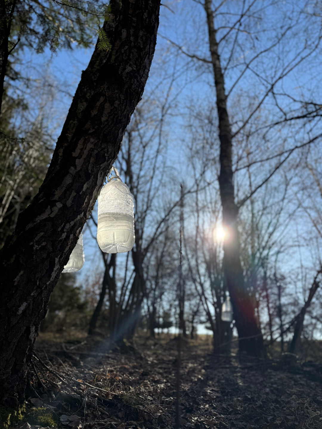 Euforia Birkenwasser Wald
